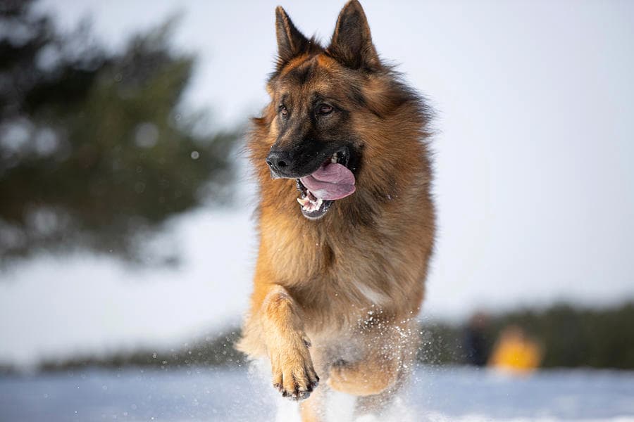 Dog